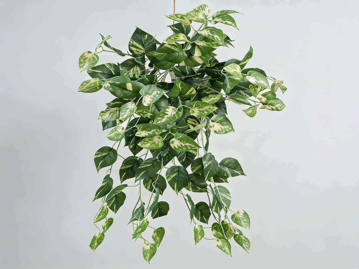 Hanging green plant with variegated leaves on a plain background