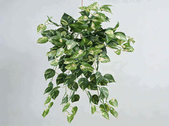 Hanging green plant with variegated leaves on a plain background