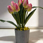 Potted plant with pink and yellow tulips on a light surface.