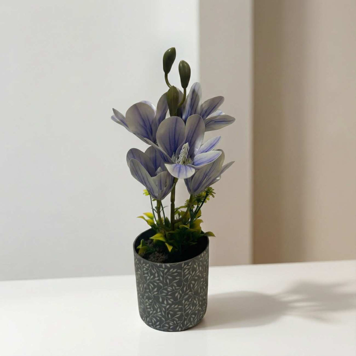 Potted plant with purple flowers on a white surface