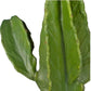 Cactus Euphorbia Cowboy 50cm GTK