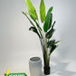 Tropical Calathea Floor Plant + White Haven Ceramic Planter Combo