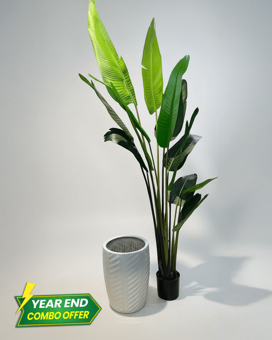 Tropical Calathea Floor Plant + White Haven Ceramic Planter Combo