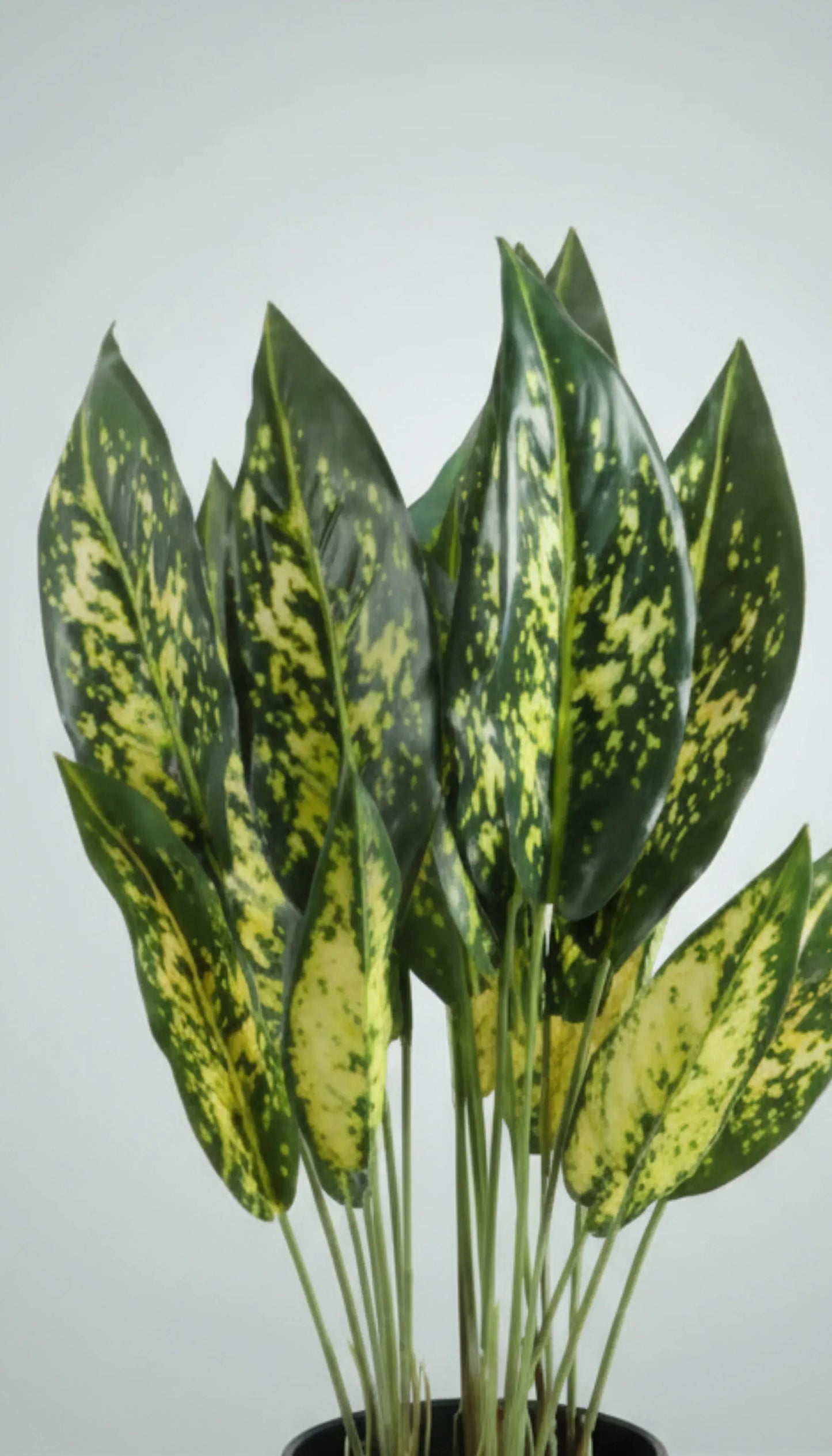 Artificial Arrow Root Plant With Plastic Pot 42cm