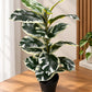 A potted variegated rubber plant with dark green, cream, and white leaves, sitting on a wooden table in a bright room.