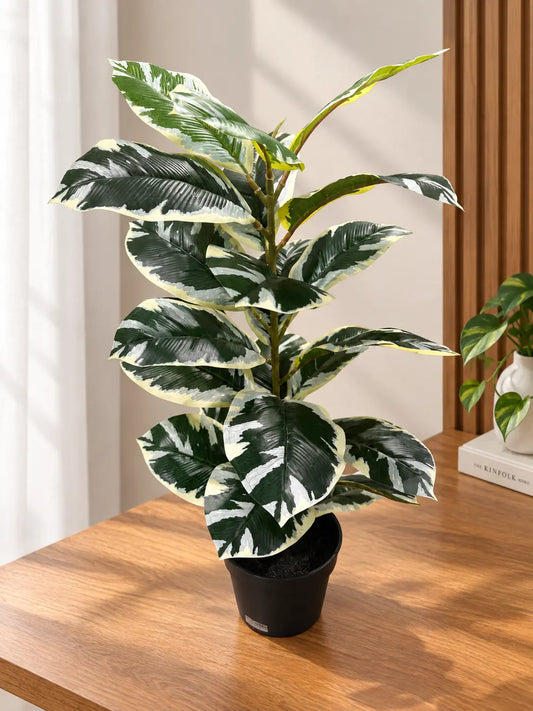 A potted variegated rubber plant with dark green, cream, and white leaves, sitting on a wooden table in a bright room.