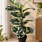A potted variegated rubber plant with large green and cream leaves, standing in a black plastic pot on a light-colored tiled floor next to a wooden cabinet.