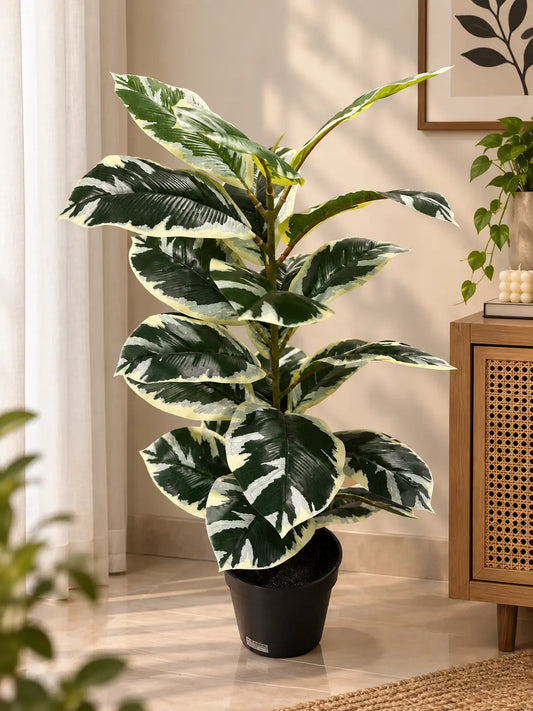 A potted variegated rubber plant with large green and cream leaves, standing in a black plastic pot on a light-colored tiled floor next to a wooden cabinet.