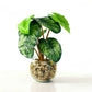 Artificial Calathea Plant in Glass Pebble Pot 25cm