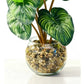 Artificial Calathea Plant in Glass Pebble Pot 25cm