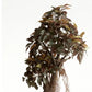Artificial Capensia Ficus Plant With Ceramic Pot 62cm