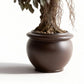 Artificial Capensia Ficus Plant With Ceramic Pot 62cm