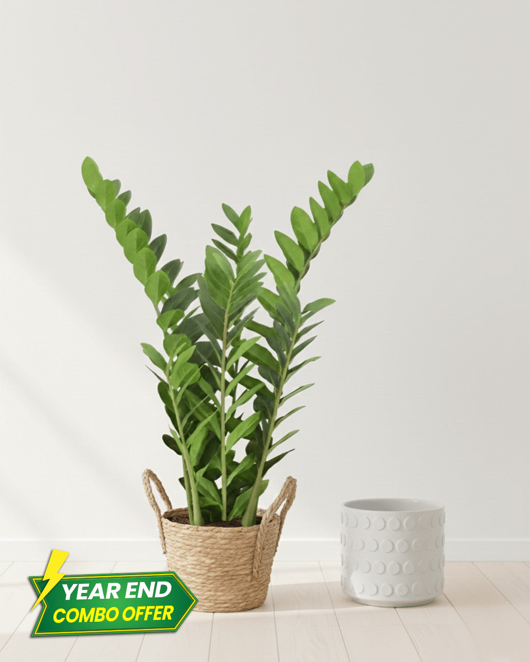 ZZ Plant + White Dotted Pot Combo