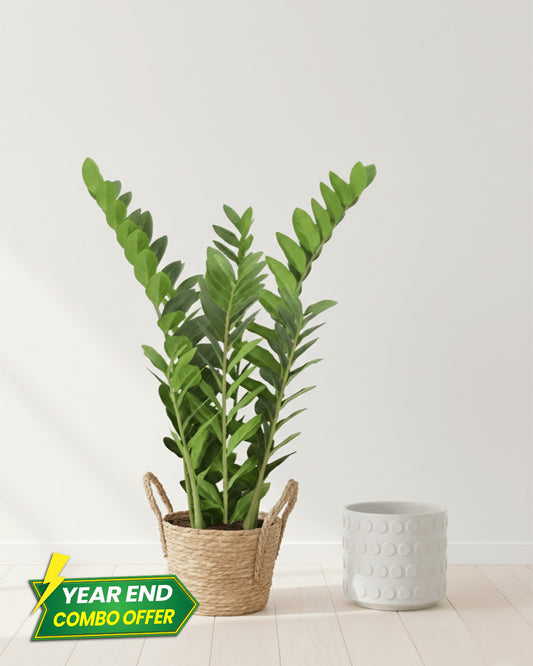 ZZ Plant + White Dotted Pot Combo