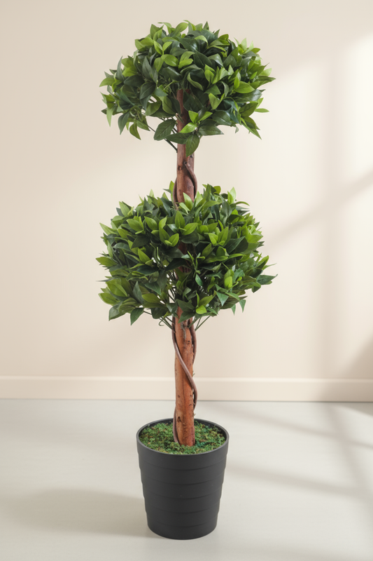 Bay Leaf Topiary : 120cm Without Pot