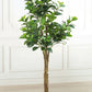Artificial Peperomia Plant With Pot Height 145cm/4.8ft