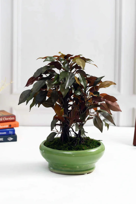 Artificial Ficus Red Plant With Ceramic Pot  29cm