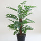 Artificial Monstera on A  pole Plant 60cm