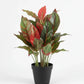 Artificial Arrow Root Plant With Plastic Pot 42cm