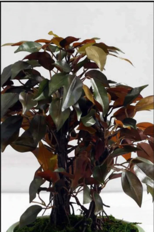 Artificial Ficus Red Plant With Ceramic Pot  29cm