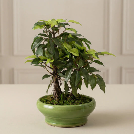 Artificial Ficus Green Plant With Ceramic Pot 29cm