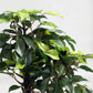 Artificial Ficus Green Plant With Ceramic Pot 29cm