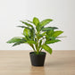 Artificial Spathe  Plant  Without Pot 80cm