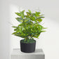Artificial Pothos Plant Without Pot 45cm