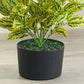 Artificial Caladium Yellow Plant Without Pot 60cm