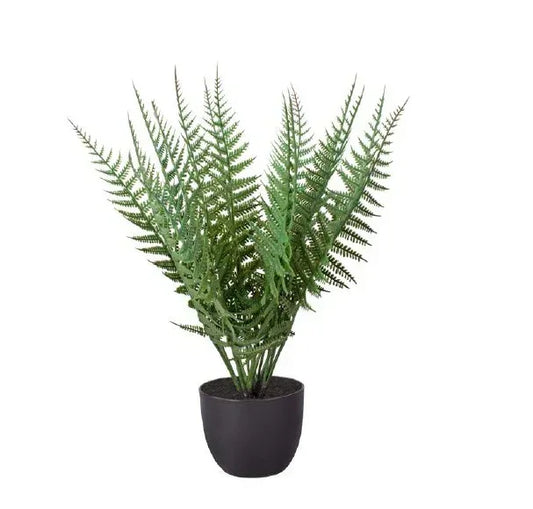 Potted fern plant on a white background