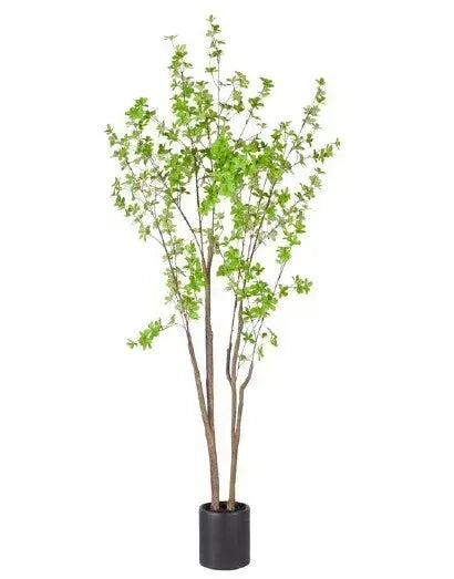 Potted plant with green leaves on a white background