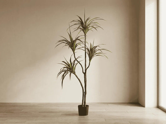 Potted plant in a room with a neutral wall and wooden floor
