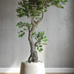Potted plant in a white pot on a wooden floor with a gray wall background