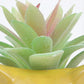 artificial Succulent With Ceramic  Pot 15cm