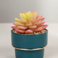 Artificial Succulent  With Ceramic Pot 25cm