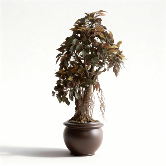 Artificial Capensia Ficus Plant With Ceramic Pot 62cm