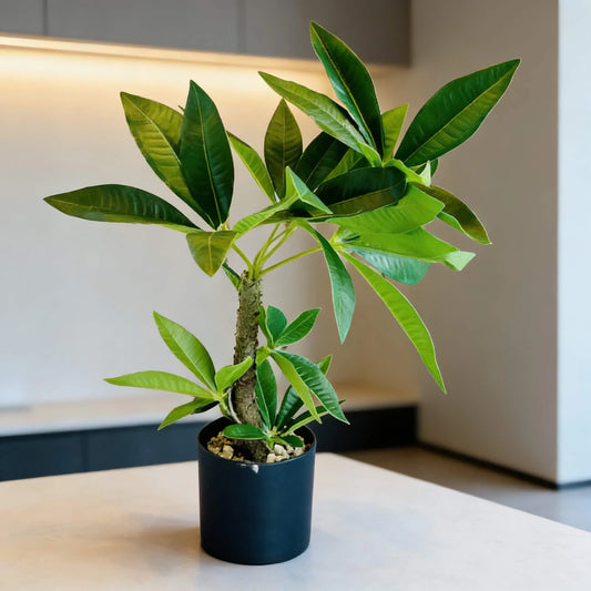 Artificial Tropical Green Desk Plant in Black Pot 35cm