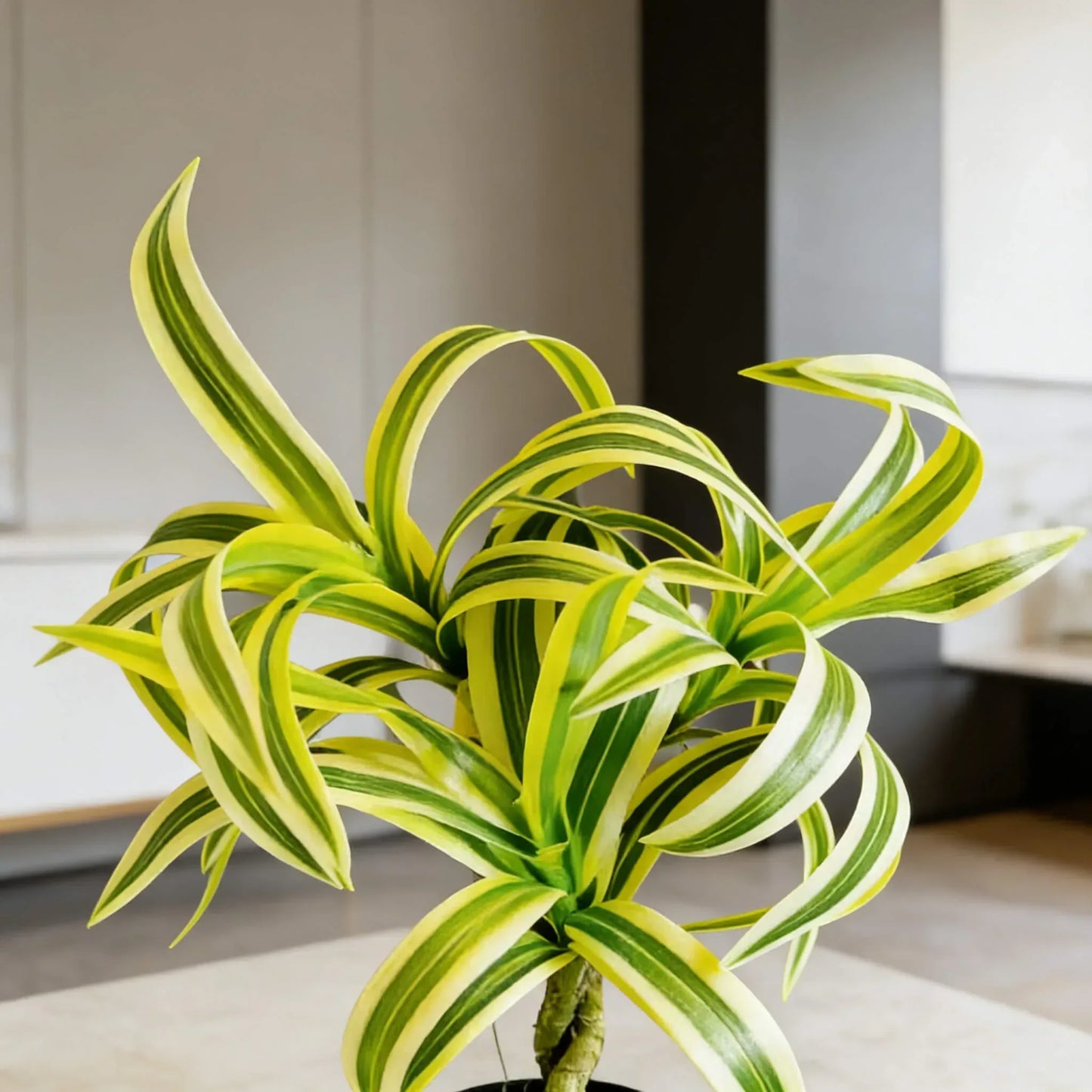 Artificial Dracaena Plant with Green & Yellow Leaves in Black Pot – Indoor Home & Office Decor 30cm