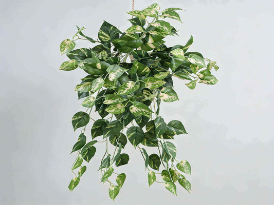 Artificial Bushy Pothos 68cm