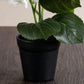Artificial Real Touch Hydrangea With Plastic Pot 41cm